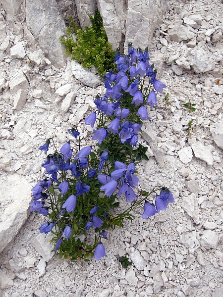 Campanula cochleariifolia